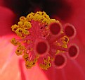 Picture Title - hibiscus
