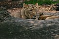 Picture Title - Lioness at Roterdam Zoo