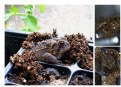 Picture Title - Growing Toads