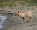 Picture Title - Dog On Beach