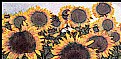 Picture Title - Girasoles