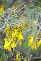Picture Title - NZ Kowhai Tree