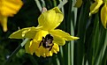 Picture Title - Mr Bumble Bee