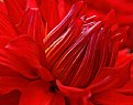 Picture Title - Heart of a dahlia....