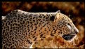 Picture Title - Leopard in wild