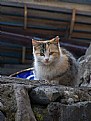 Picture Title - cool cat