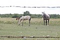 Picture Title - Horses