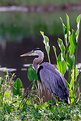 Picture Title - Great Blue Heron ll