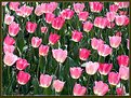 Picture Title - Tulips