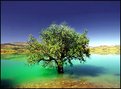 Picture Title - Tree in Lake