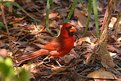 Picture Title - Cardinal