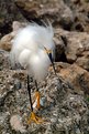 Picture Title - Snowy Egret