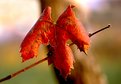 Picture Title - Red Leaf