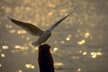 Picture Title - Seagull at Venice