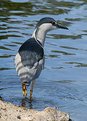 Picture Title - Heron Fishing