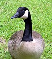 Picture Title - Father Goose