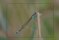 Picture Title - Damsel Fly