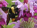 Picture Title - Bee &  Flowers