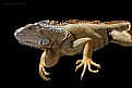 Picture Title - iguana
