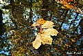 Picture Title - Fall. Reflections