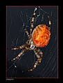 Picture Title - Web Spider