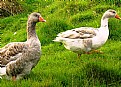 Picture Title - Silly Gooses