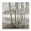 Picture Title - waterbirch