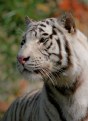 Picture Title - White Tiger