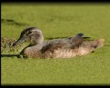 Picture Title - Wood Duck in Duck Weed
