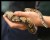 Ball Python