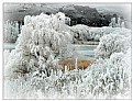 Picture Title - Butchers Dam in Hoar Frost