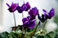 Picture Title - Cyclamen