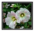 Picture Title - Hollyhocks in love