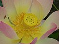 Picture Title - Perry's Giant Sunburst Lotus