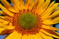 Picture Title - sunflower beauty