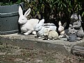 Picture Title - Bunny Family
