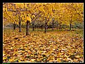 Picture Title - AUTUMN 