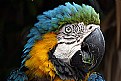 Picture Title - Macaw