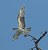 Osprey With Fish