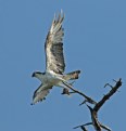 Picture Title - Osprey With Fish