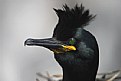 Picture Title - Shag's Head