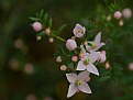 Picture Title - Crowea blossom