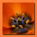 Picture Title - Orange Flower in Orange Frame