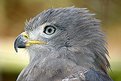 Picture Title - Southern Banded Snake Eagle