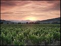 Picture Title - Vineyard