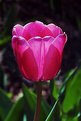 Picture Title - Backlit Tulip