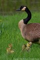 Picture Title - Mother Goose