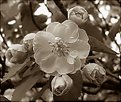 Picture Title - Crab Apple Tree Blossoms in Sepia