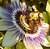 Sunny passionflower with bees