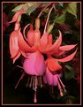 Picture Title - Floral Art - Fuschia